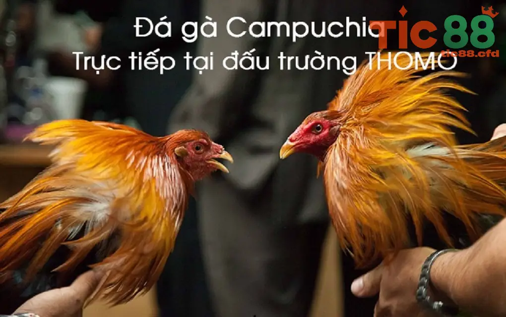 da ga campuchia truc tuyen tic88 6899b54d1007a