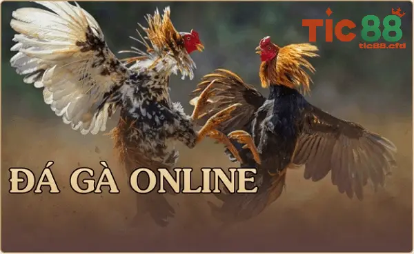 Câu hỏi thường gặp về cá cược Đá gà online tại TIC88