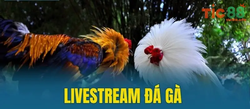 livestream da ga thomo tic88 6899b55de7f7a