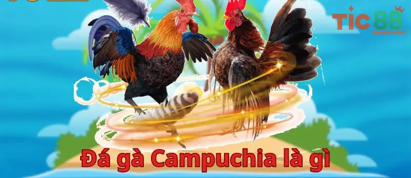 Tại sao đá gà Campuchia lại thu hút người chơi?