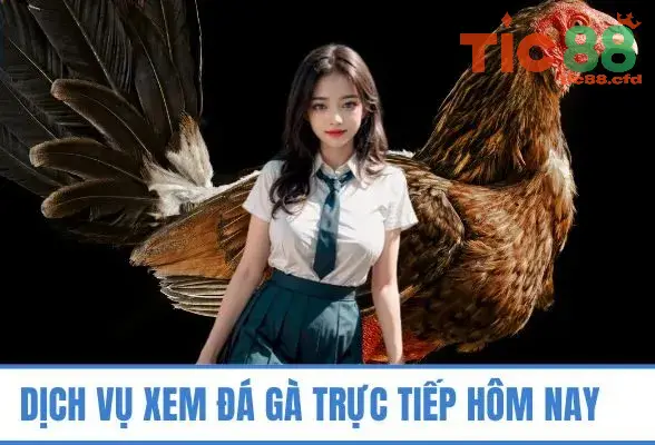 Xem đá gà có bình luận trực tiếp tại nhà cái TIC88 5 Các trận đấu đá gà được phát trực tiếp có thường xuyên không?