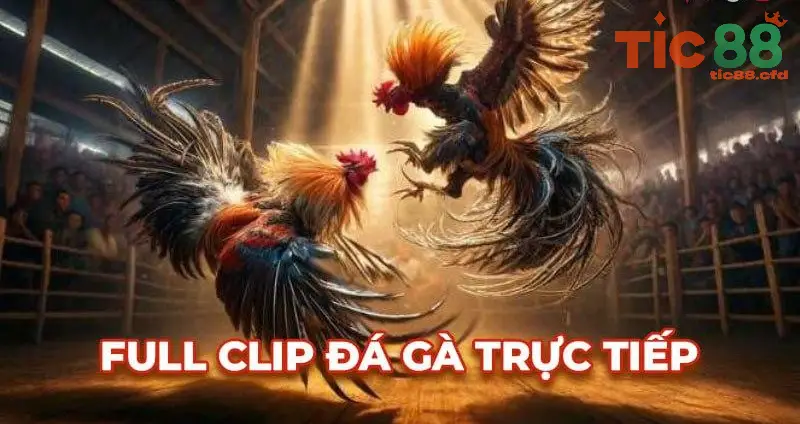 Lợi ích của việc xem đá gà trực tiếp qua TIC88