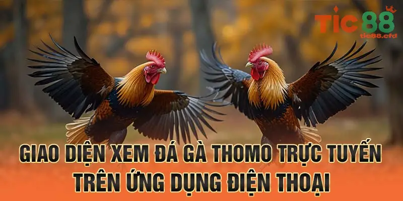 Cách tham gia xem livestream đá gà tại TIC88